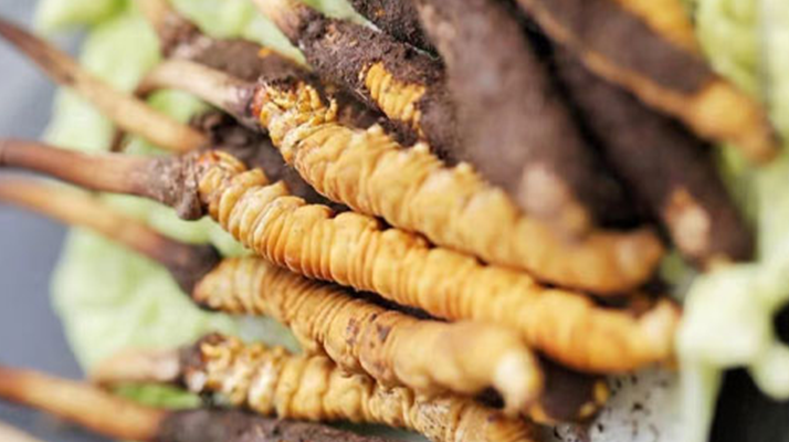 冬蟲夏草鮮草可以生吃嗎？一文解讀食用真相