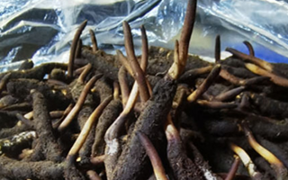 冬蟲夏草鮮草能不能泡酒？科學解析與實用指南