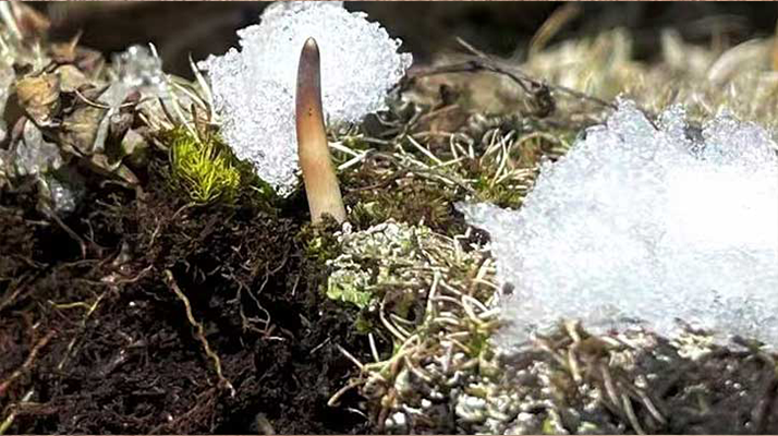 探秘雪域珍寶：最大的新鮮<a href=http://www.lhxls.com/ target=_blank class=infotextkey><a href=http://www.lhxls.com/s/nqcc/ target=_blank class=infotextkey>那曲冬蟲(chóng)夏草</a></a>