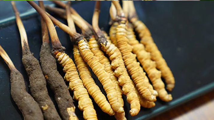 鮮冬蟲夏草什么季節(jié)最好？滋補(bǔ)時機(jī)大揭秘