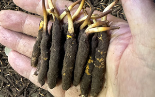 3000 條蟲草一克是幾只？深入解析蟲草規(guī)格與重量關(guān)系? ? ? ?