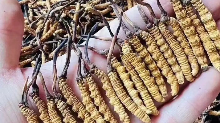 冬蟲夏草怎么吃？最全食用指南與科學建議?