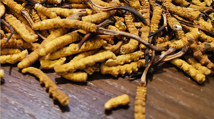 斷的冬蟲(chóng)夏草有效果嗎？一文揭開(kāi)真相