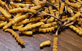 斷的冬蟲夏草有效果嗎？一文揭開真相