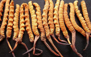 純野生冬蟲夏草多少錢一克？價(jià)格背后的秘密?