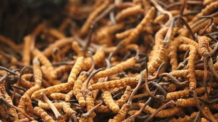 怎樣的冬蟲(chóng)夏草好