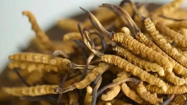 冬蟲(chóng)夏草特級(jí)多少錢(qián)一克？多因素交織下的價(jià)格探秘