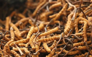 冬蟲夏草的功效與用量：科學滋補的關鍵指南