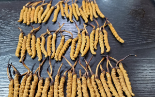 冬蟲(chóng)夏草鮮草規(guī)格怎么看