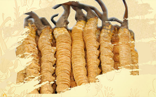 冬蟲(chóng)夏草鮮草儲(chǔ)存方法