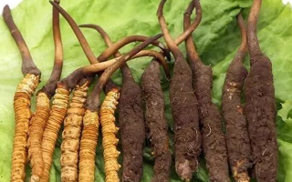 新鮮冬蟲(chóng)夏草的科學(xué)存放指南