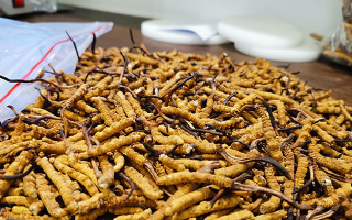 一根冬蟲夏草多少錢？解密單根蟲草的價(jià)格玄機(jī)