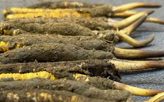 一根鮮冬蟲夏草多少錢？影響價(jià)格的核心因素解析