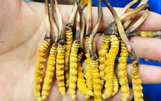 冰鮮冬蟲夏草能吃嗎？科學(xué)解讀與食用指南
