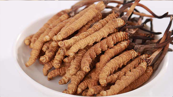 冬蟲(chóng)夏草的性狀鑒別特征