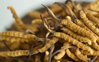 冬蟲夏草的形成與生長(zhǎng)歷程
