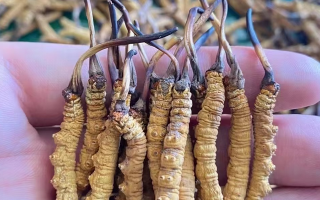 冬蟲夏草的真實(shí)形成過程